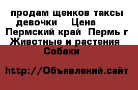 продам щенков таксы(девочки) › Цена ­ 2 - Пермский край, Пермь г. Животные и растения » Собаки   